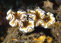 lembeh strait,nikon d2x 60mm macro by Puddu Massimo 